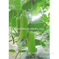 2016 Hybrid F1bottle gourd seed For growing-Short Sleeve No.2